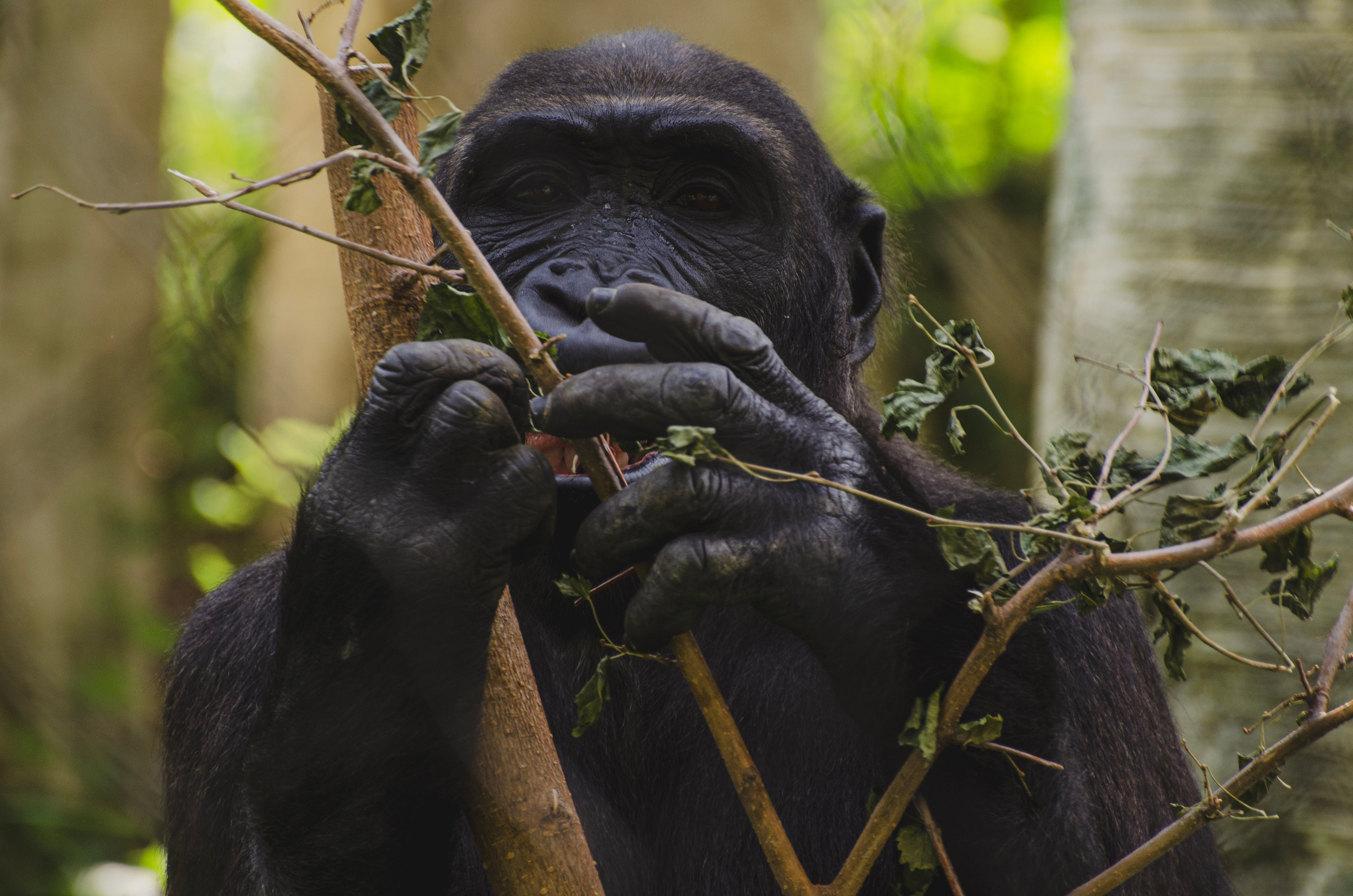 Gorilla in a forest setting holding a branch